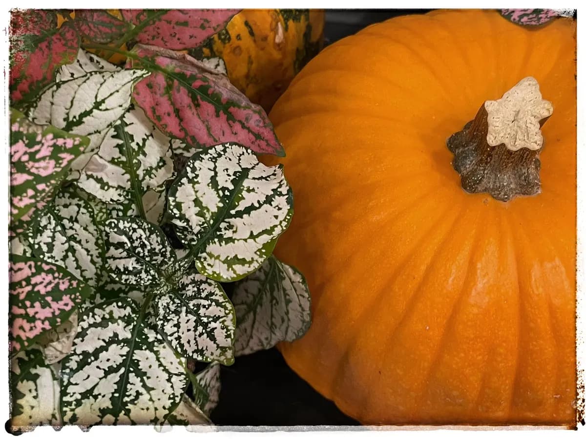 När politik blir en skräckshow – vad Halloween kan lära oss om makten