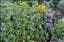 Greenfingers